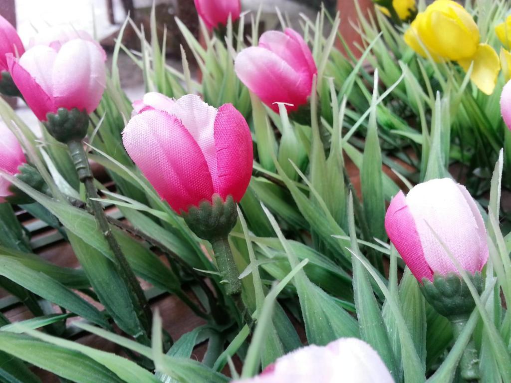 Pink Tulip Hotel Thành Pho Ho Chí Minh Esterno foto